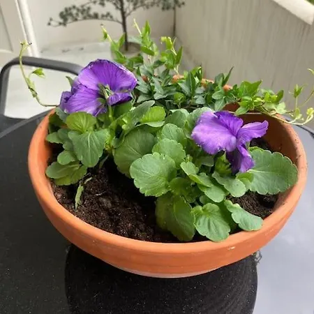 Appartamento Ihastuttava Yksioe Loistopaikalla